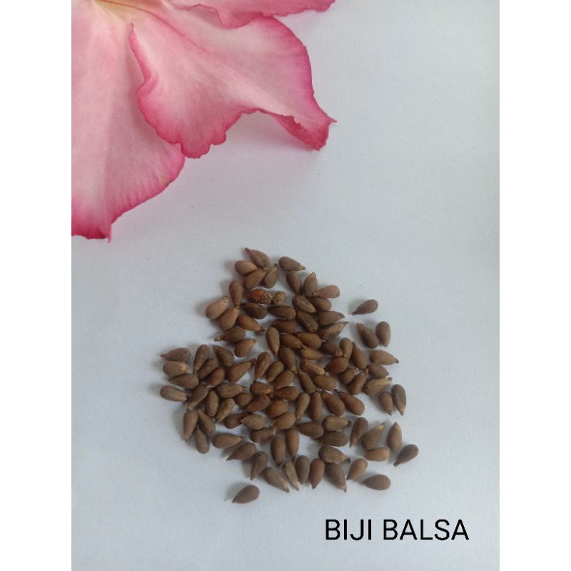 BIJI BALSA (500 biji)
