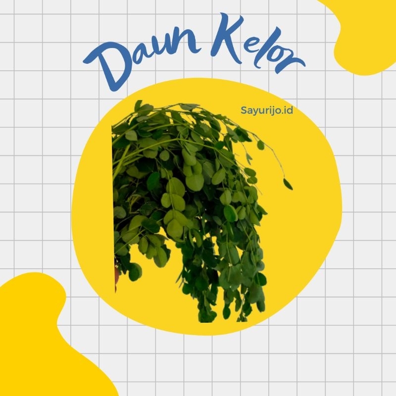 

Bisa Kirim Instan - Sayur Daun Kelor Per Ikat