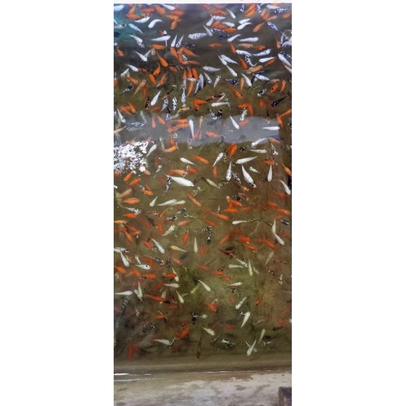 Paketan Ikan Molly (isi 100 ekor)