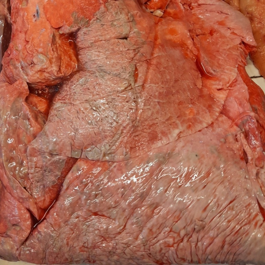 

Paru Sapi Import Frozen / Beef Lungs