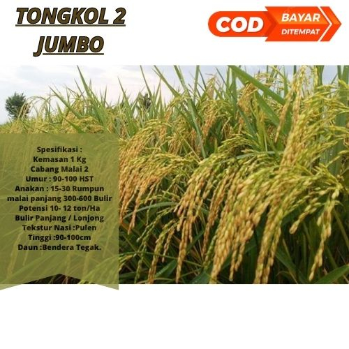 Benih Padi Tongkol2 1kg / Bibit Padi Tongkol 2 1kg Berkualitas