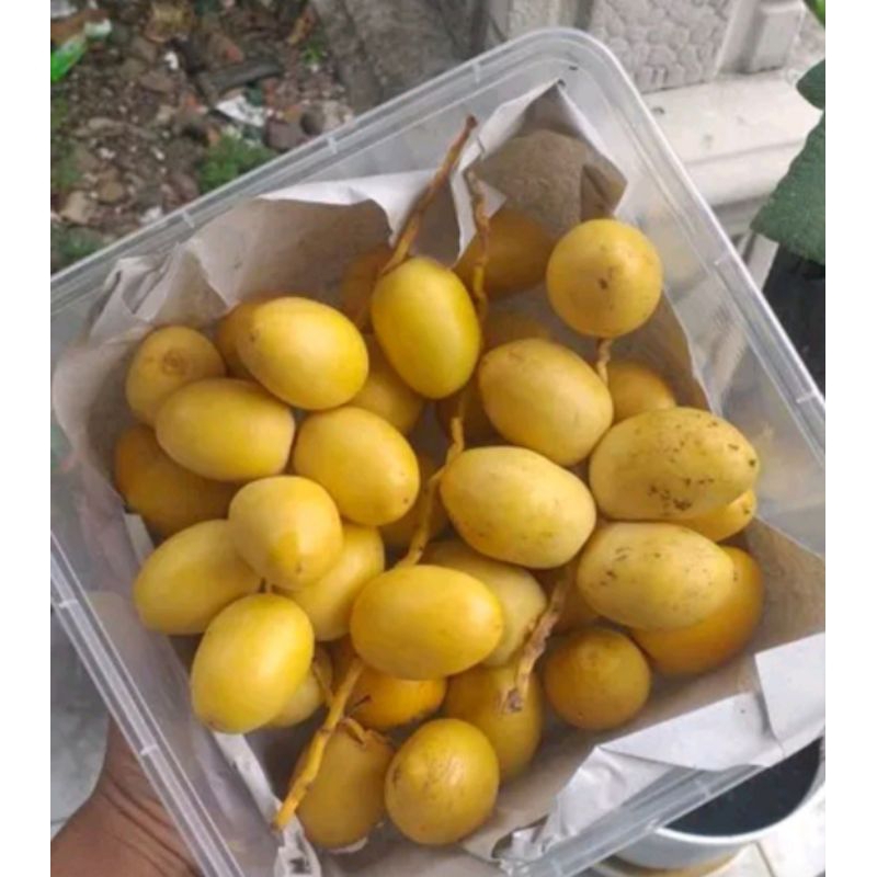 

Kurma Muda Murah dan Berkualitas 1 Kg