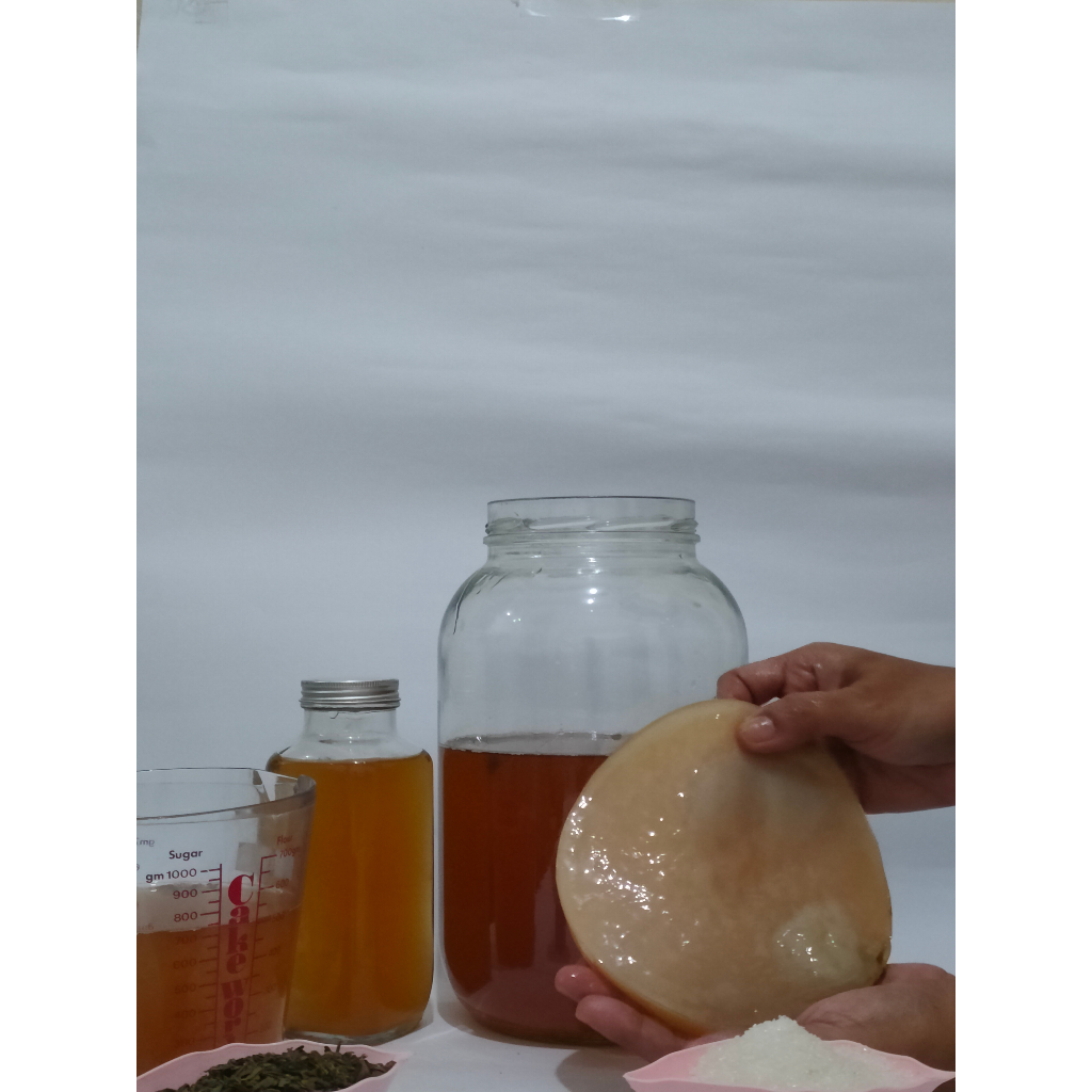 

KOMBUCHA hanasaku Paket Starter 60K