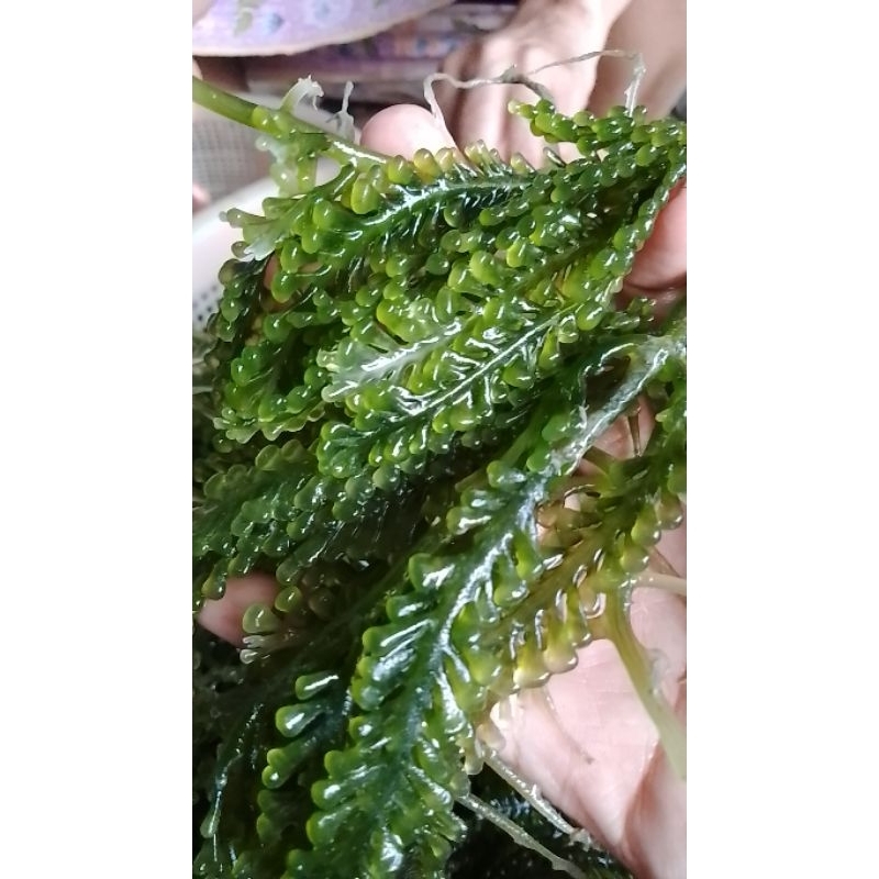 

Latoh, Lawi – Lawi, Bulung Boni (alga hijau). 1kg