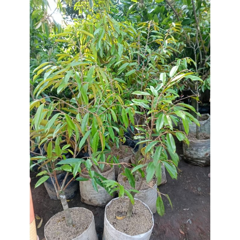 tanaman durian/duren musang king PREMIUM