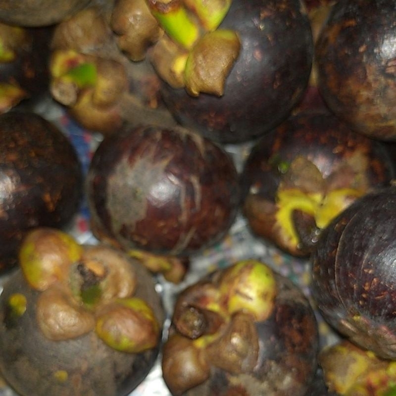 

Buah Manggis manis kilogram