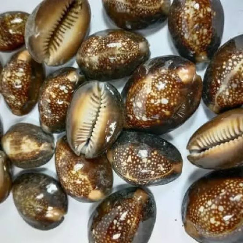 Kerang Kewuk Hitam Asli Alami kerang Congklak Bekles/1kg