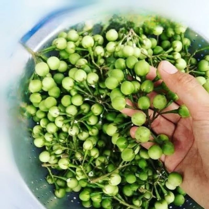 

BUAH TAKOKAK 500 GRAM