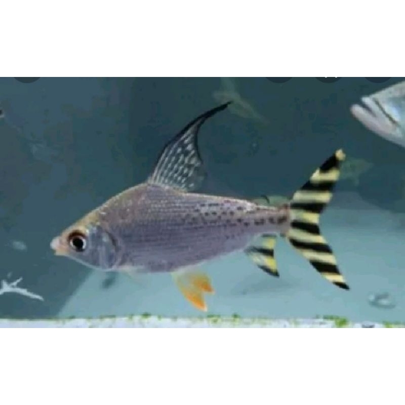 aksesoris aquarium yellow feifeng(yff) 5_7cm