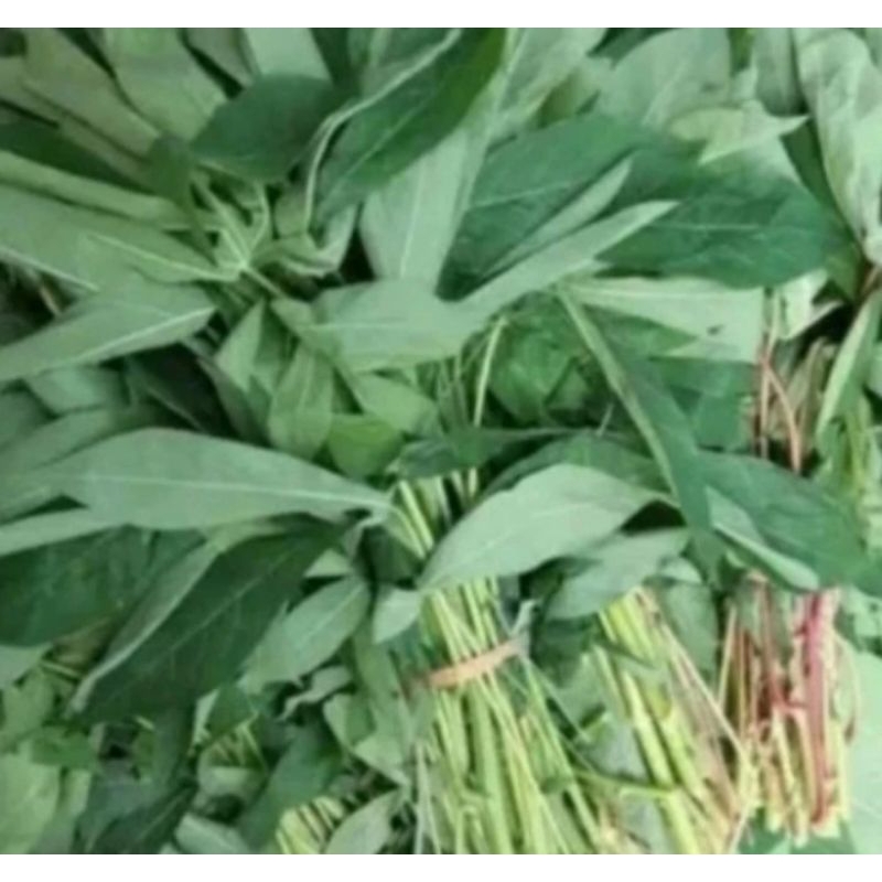 

daun singkong