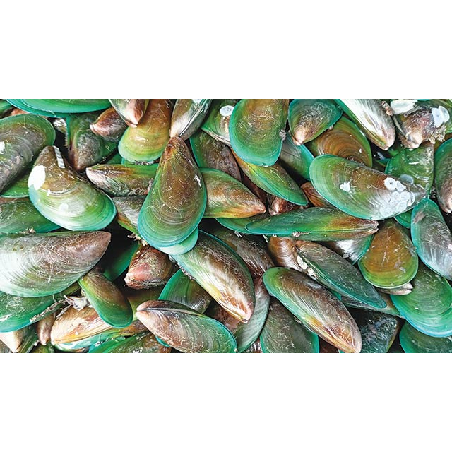 

kerang hijau fresh 500gr