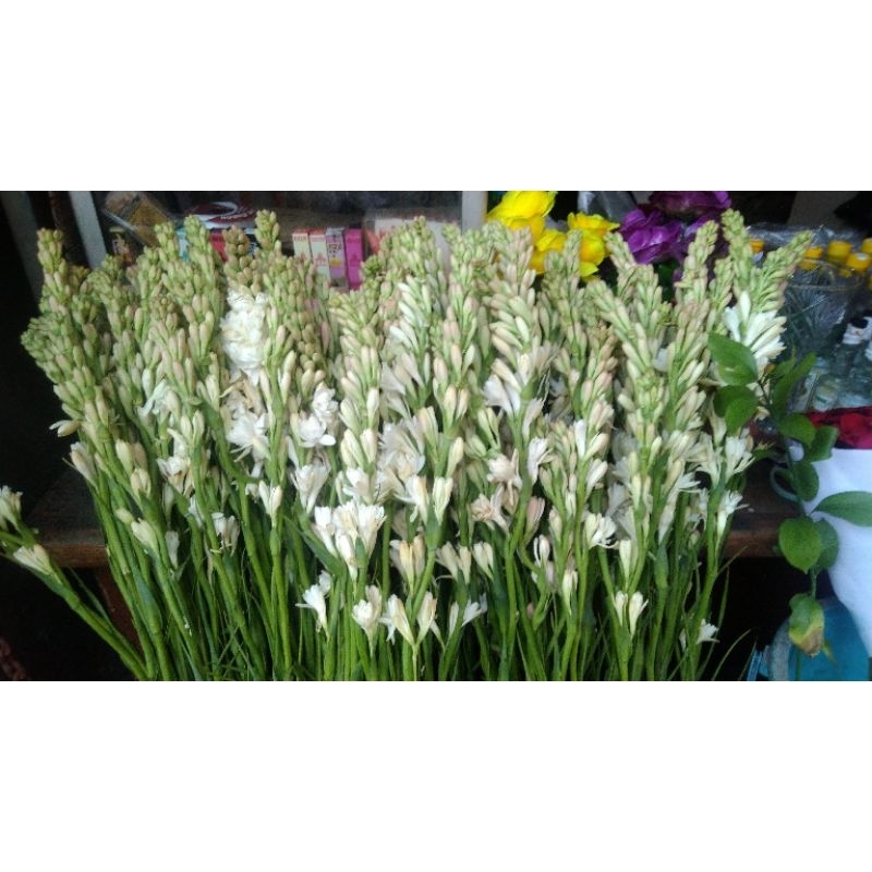 Bunga sedap malam segar per tangkai