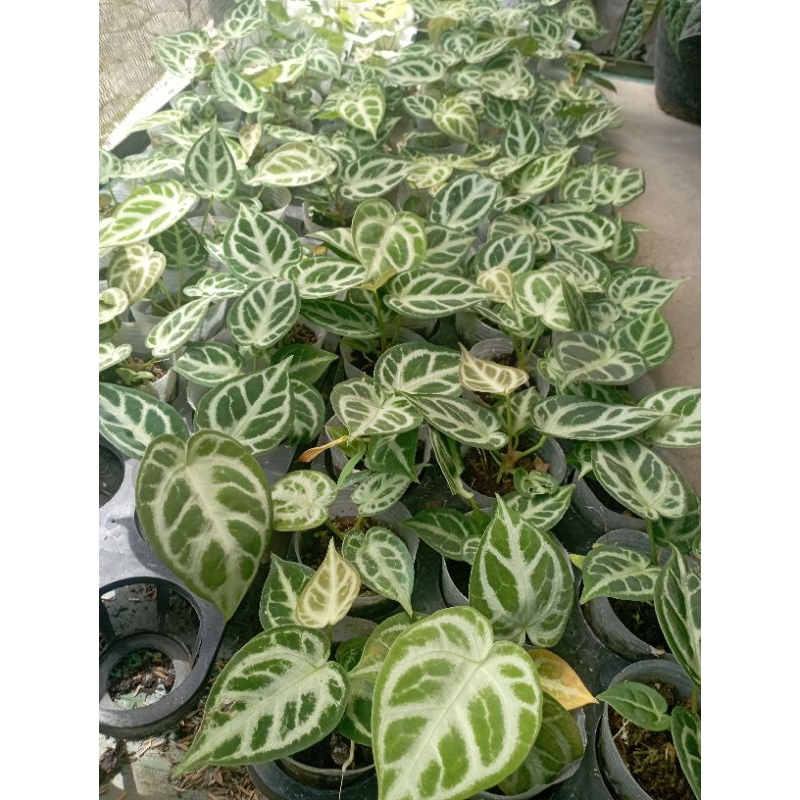 anthurium dorayaki