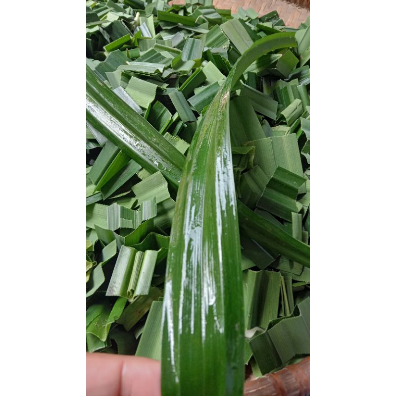 

Daun Pandan Wangi Segar lembaran untuk bumbu masak 6 lembar