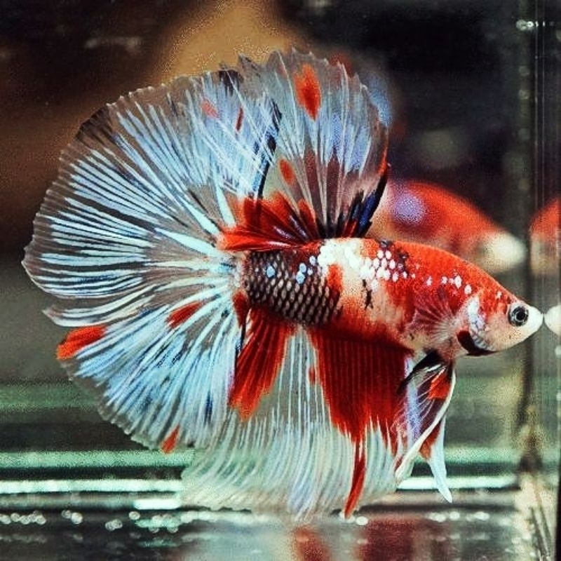 Cupang Hallfmoon  Multicolor  Hm Cupang Murah