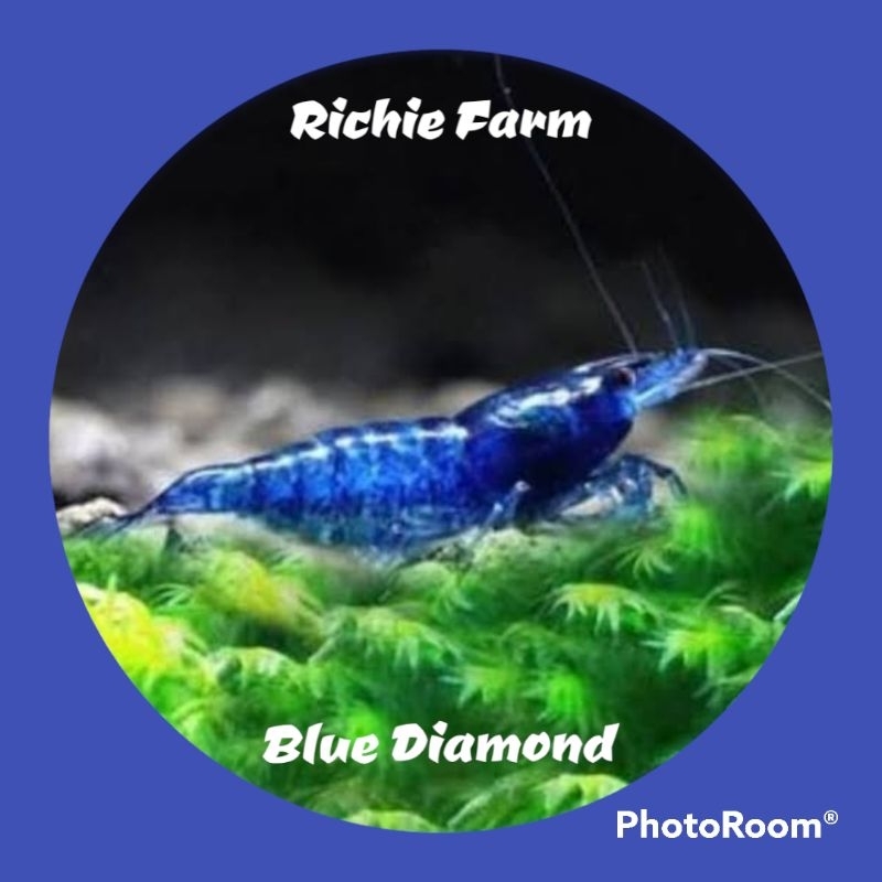 

Udang hias blue diamond