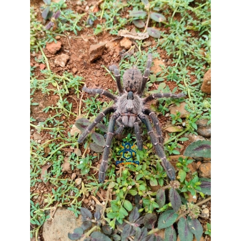 Ceratogyrus Darlingi Tarantula