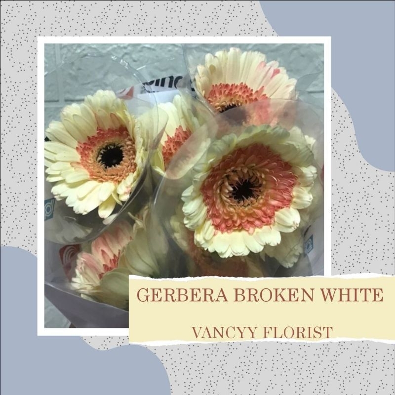 Bunga Gerbera Cream Fresh Pop Pop Pertangkai / Bunga Gerbera Putih / Bunga Gerbera Potong Fresh / Bu