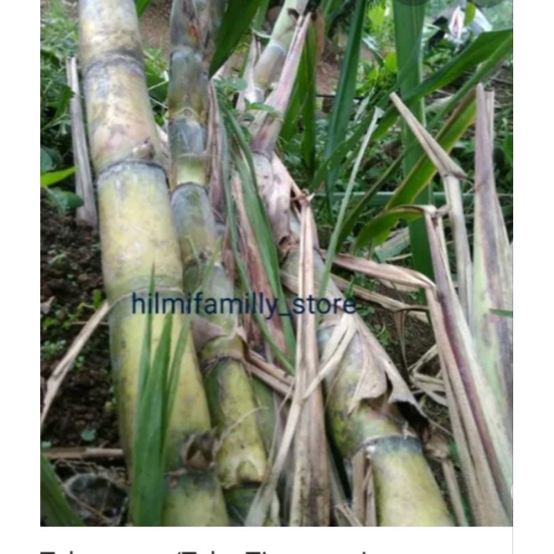 

tebu manis segar per 1 kg