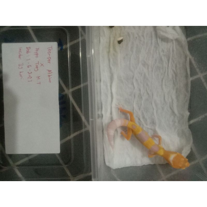 mainan baby leopard gecko