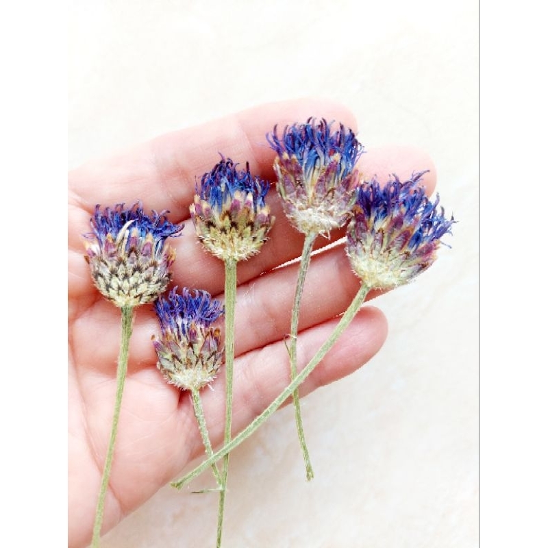 Pressed Corflower Pistil - Putik Cornflower - Pressed flower - Dried flower - Bunga kering - Oshiban