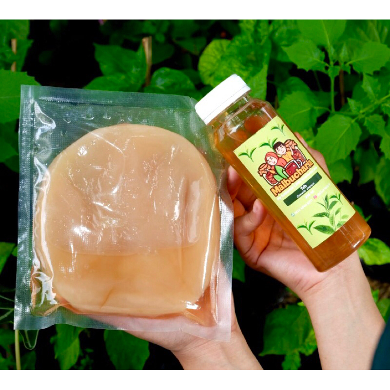 

Paket Bibit Scoby Jamur Dipo Starter Kombucha 15 cm untuk fermentasi 3 Liter dan cairan starter cuka kombucha 250 ml sparkling tea bersoda scoby murah ekonomis termurah