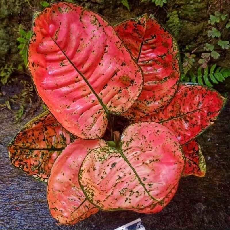 Aglonema Ruby Kura Tanaman Hias Bunga Aglaonema Murah Merah BUKAN bonggol bibit - tanaman hias hidup