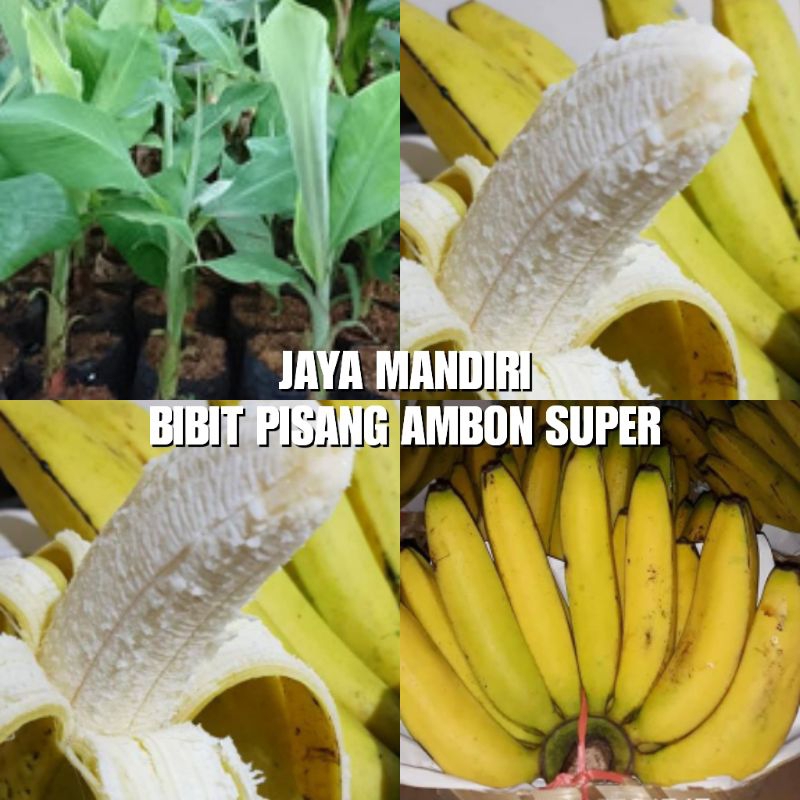 BIBIT PISANG AMBON SUPER