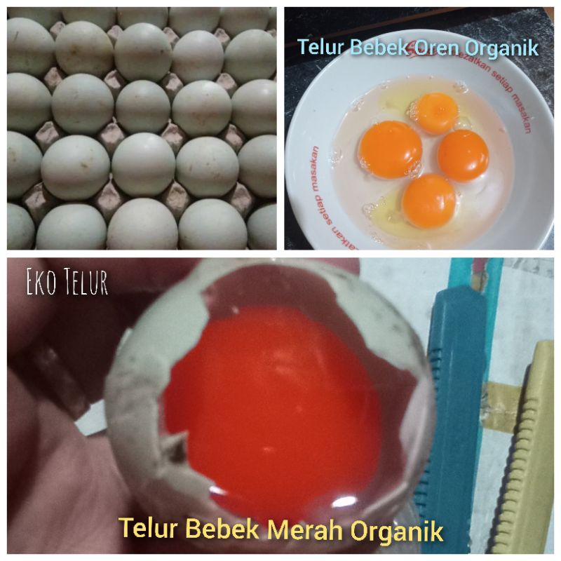 

Telur Bebek Omega Segar Murah