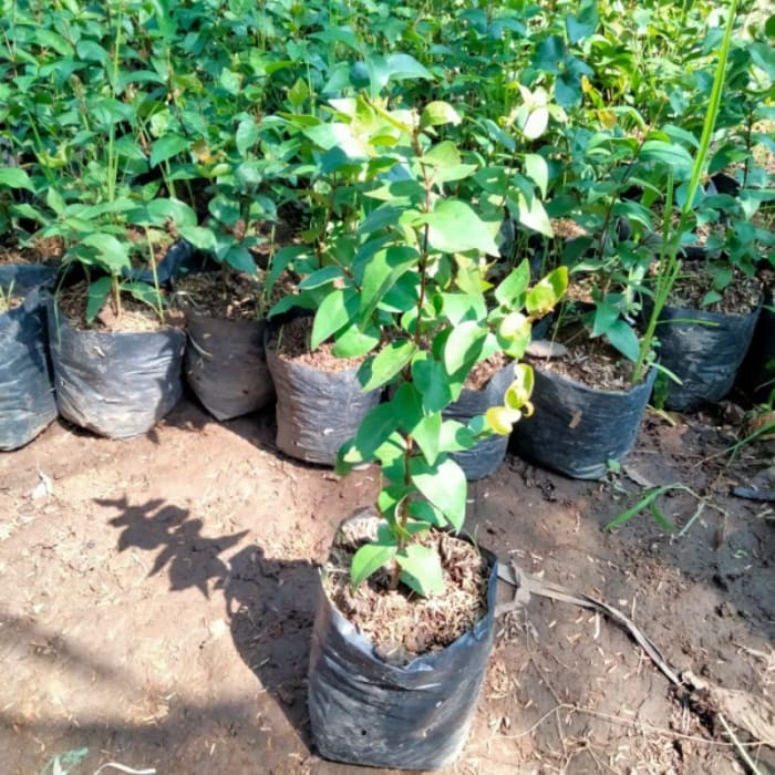 Bahan Bonsai Bibit Dewandaru Akar Sudah Kuat