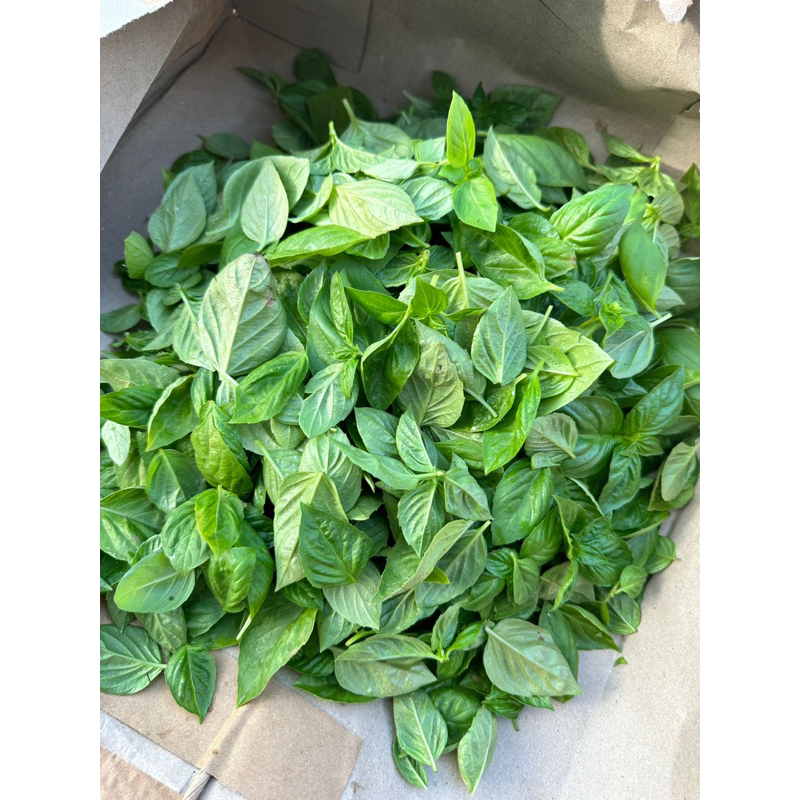 

Fresh Basil Leaf / Daun basil Segar