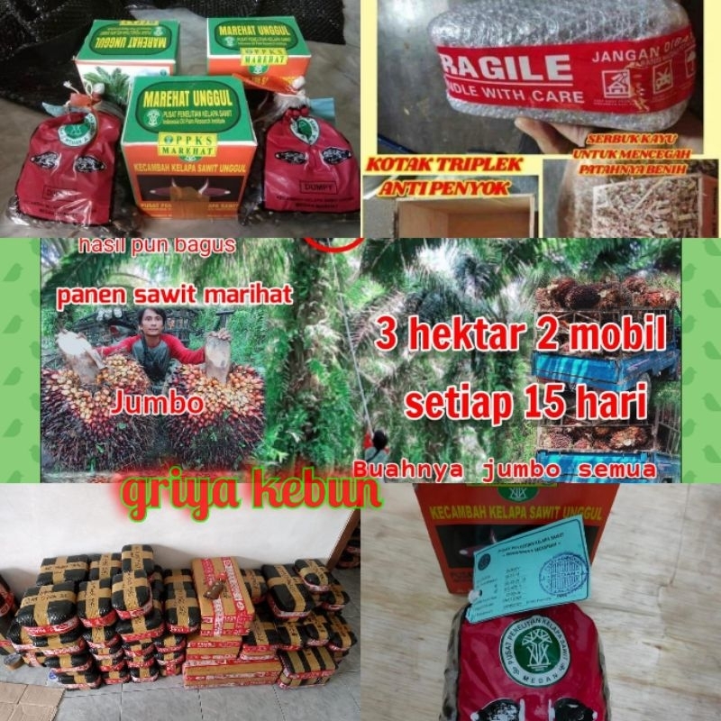 Benih bibit kecambah sawit varietas DxP MARIHAT benih medan unggul ( pelepah panjang )