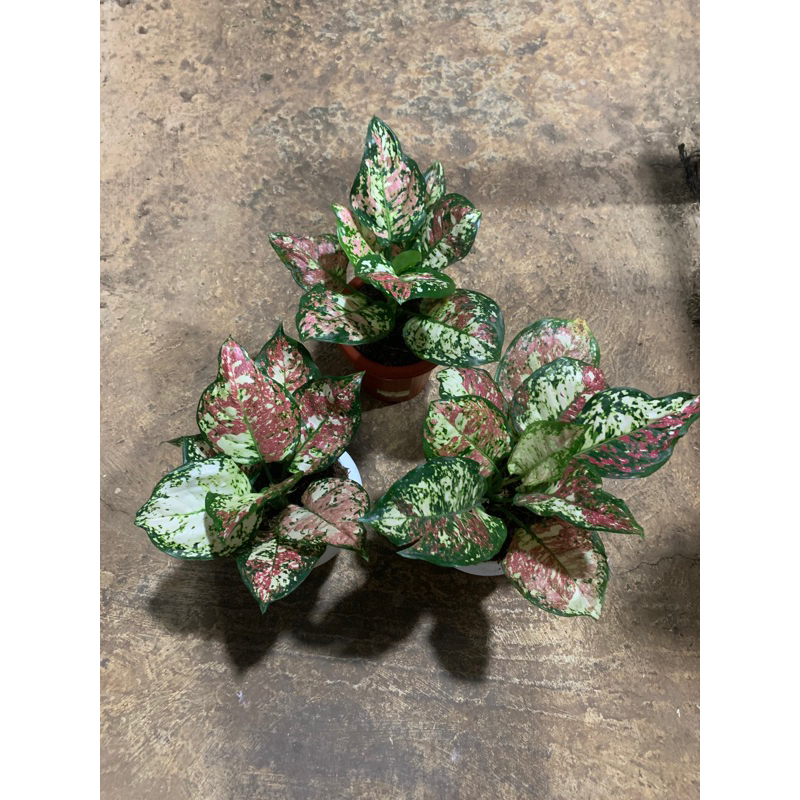 AGLONEMA TRICOLOR/AGLONEMA DUT TRICOLOR