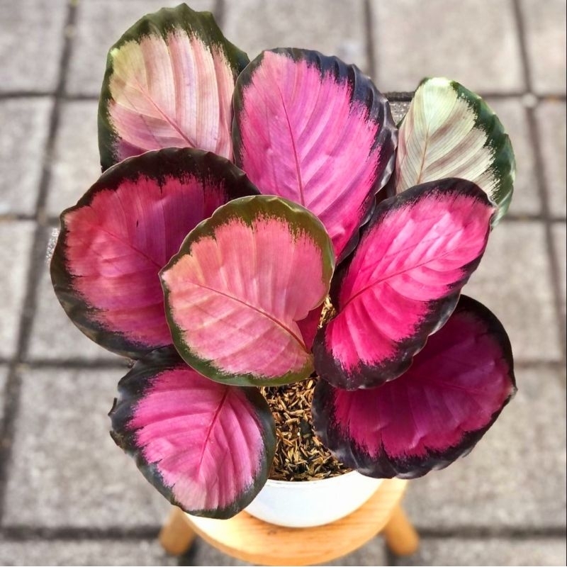 Calathea Crimson Super Pink import rawatan mulus no defect real pict
