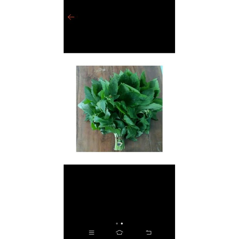 

Daun sintrong @
