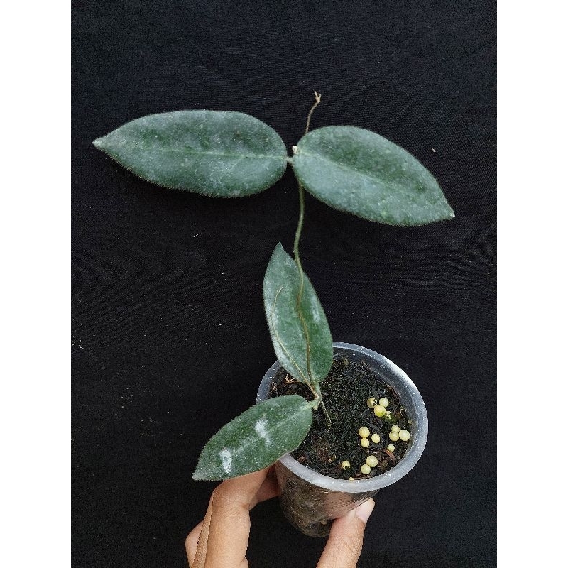Hoya patella pink