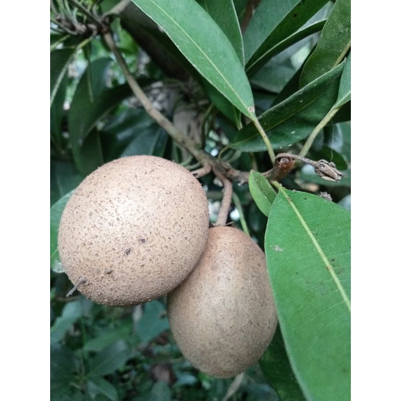 

Buah sawo mentah 1kg
