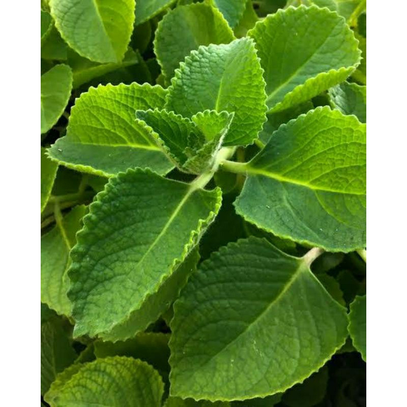 

daun jinten / sukan segar 100 gr