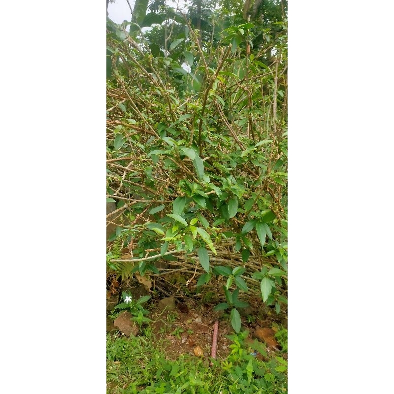 

daun cincau/camcau kecil,hasiat buat lambung per pack 1 kg