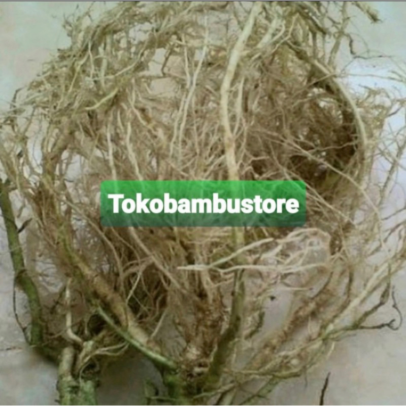 

Akar bandotan segar 250 gram fresh-az