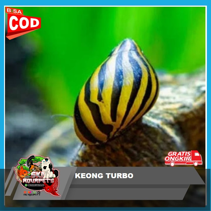 Keong Turbo Pembersih Lumut Aquarium aquascape Keong Hias