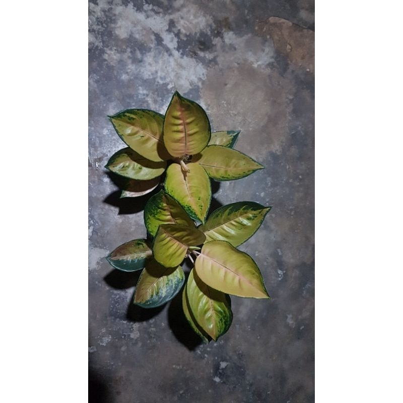 Promo SULTAN BRUNAI Indukan Murah