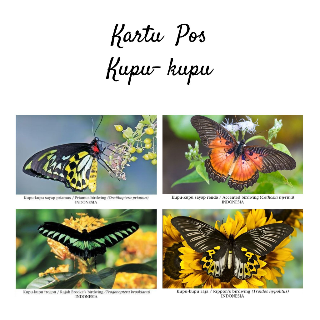 

MC- Kartu pos kartupos Kupu-kupu / Butterfly Postcard