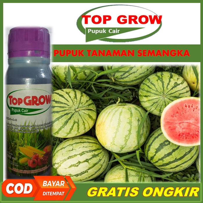 TOP GROW Pelebat Buah Semangka Terbaik Tahan di Musim Hujan - Pupuk NPK Cair Pelebat Semangka, Pupuk