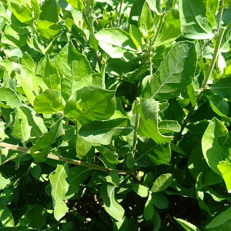 

Daun Beluntas Sayur petik segar