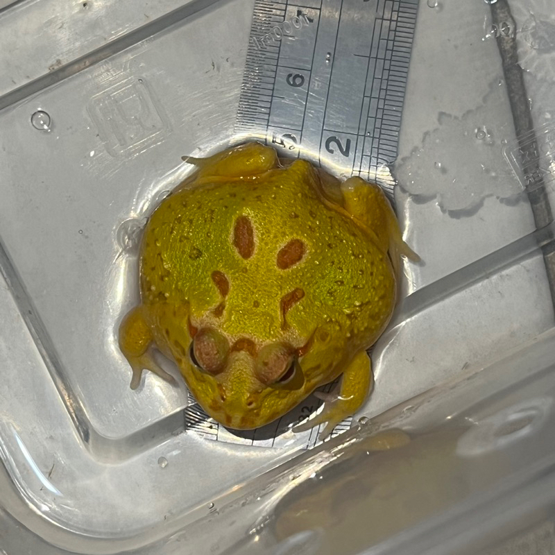 pacman frog albino 4 spot baby up (not baby) kodok pacman FREE GIFT