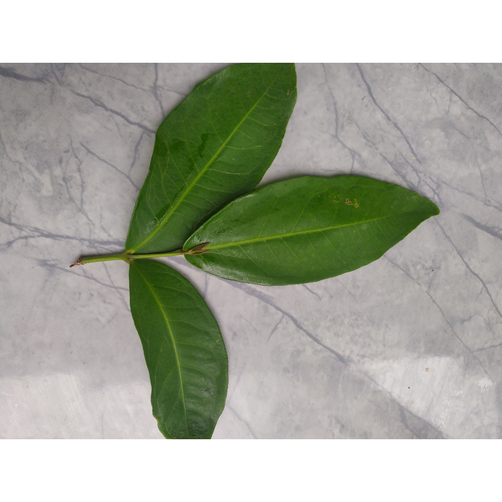 

DAUN JAMBU AIRR