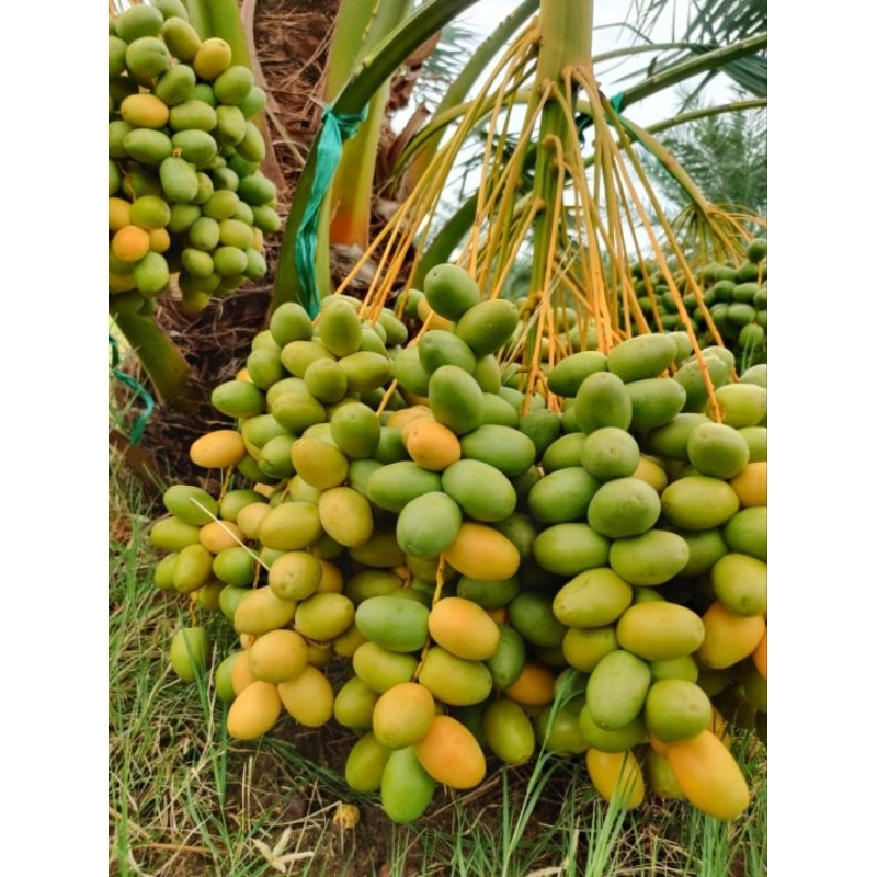 

Kurma Muda Mentah Manis Barhee 1 kg Fresh