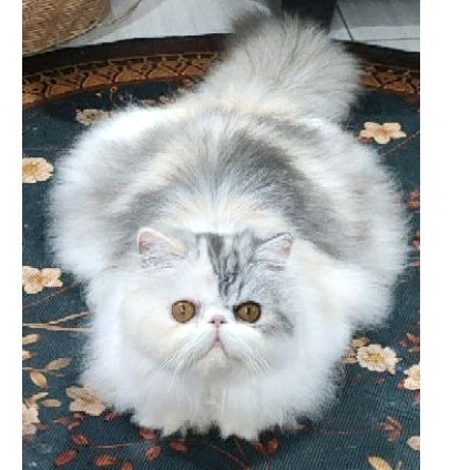 Kitten persia peaknose betina ped ICA