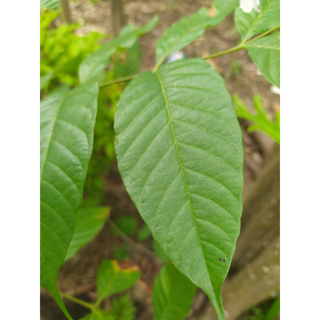 

daun kuda/ kudo / jaranan'[{}{}*(&9
